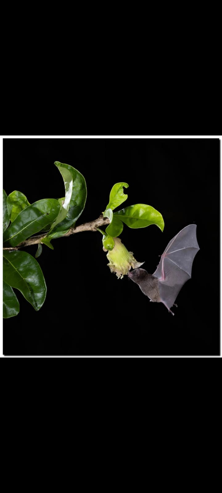 Bats in Flight Photography — Boca Tapada