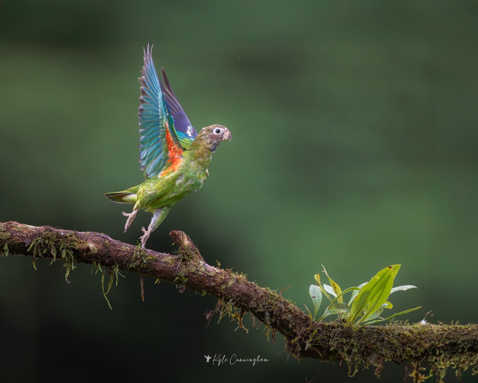 Brown-hooded parrot landing with wings spread
