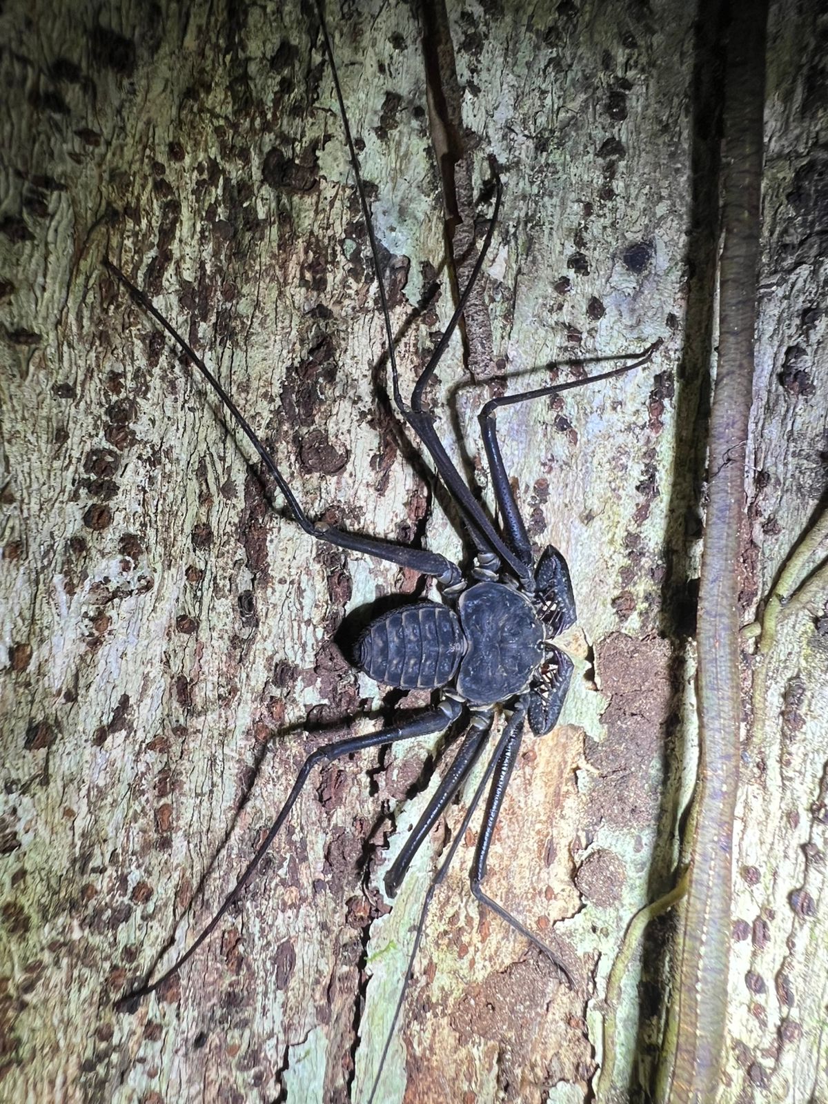 Sukia Park Nocturnal Wildlife Tour
