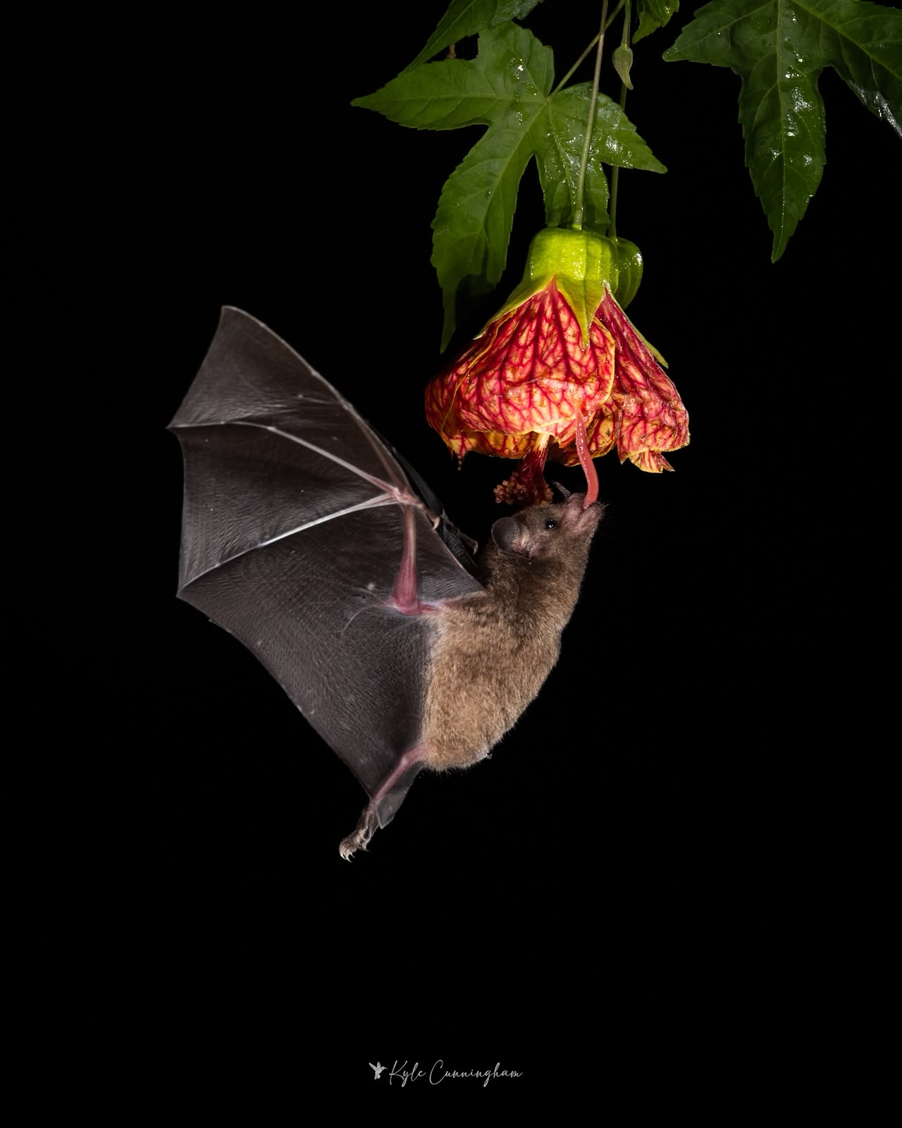 Bat Multi-Flash Photography