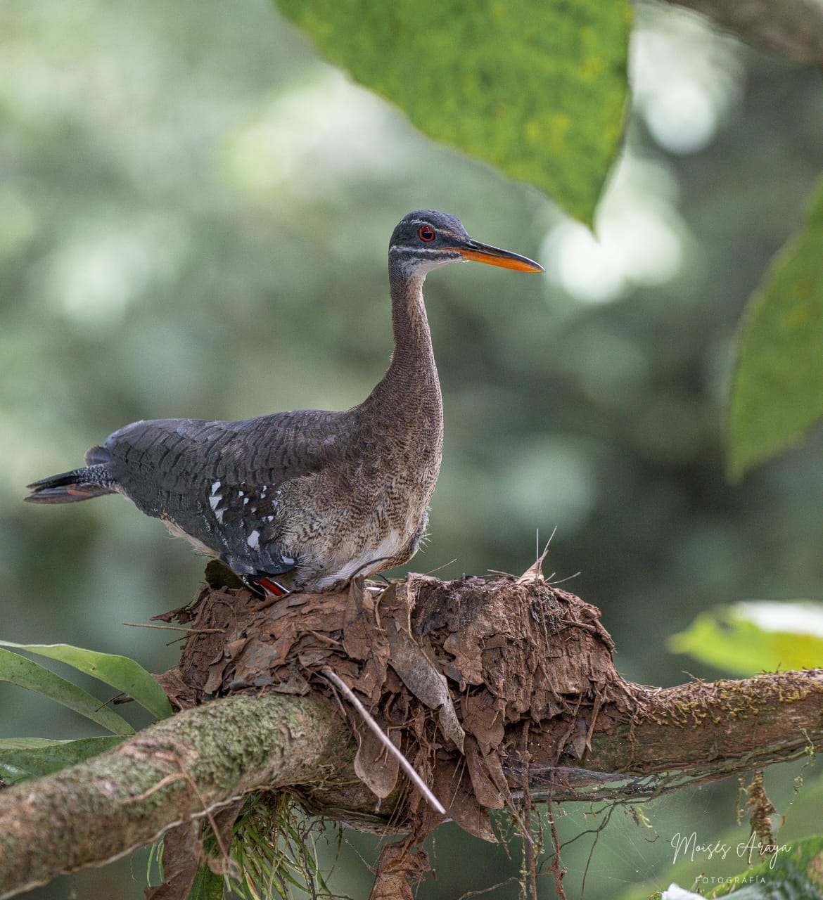 Boca Tapada Photography and Wildlife Boat Tour 7
