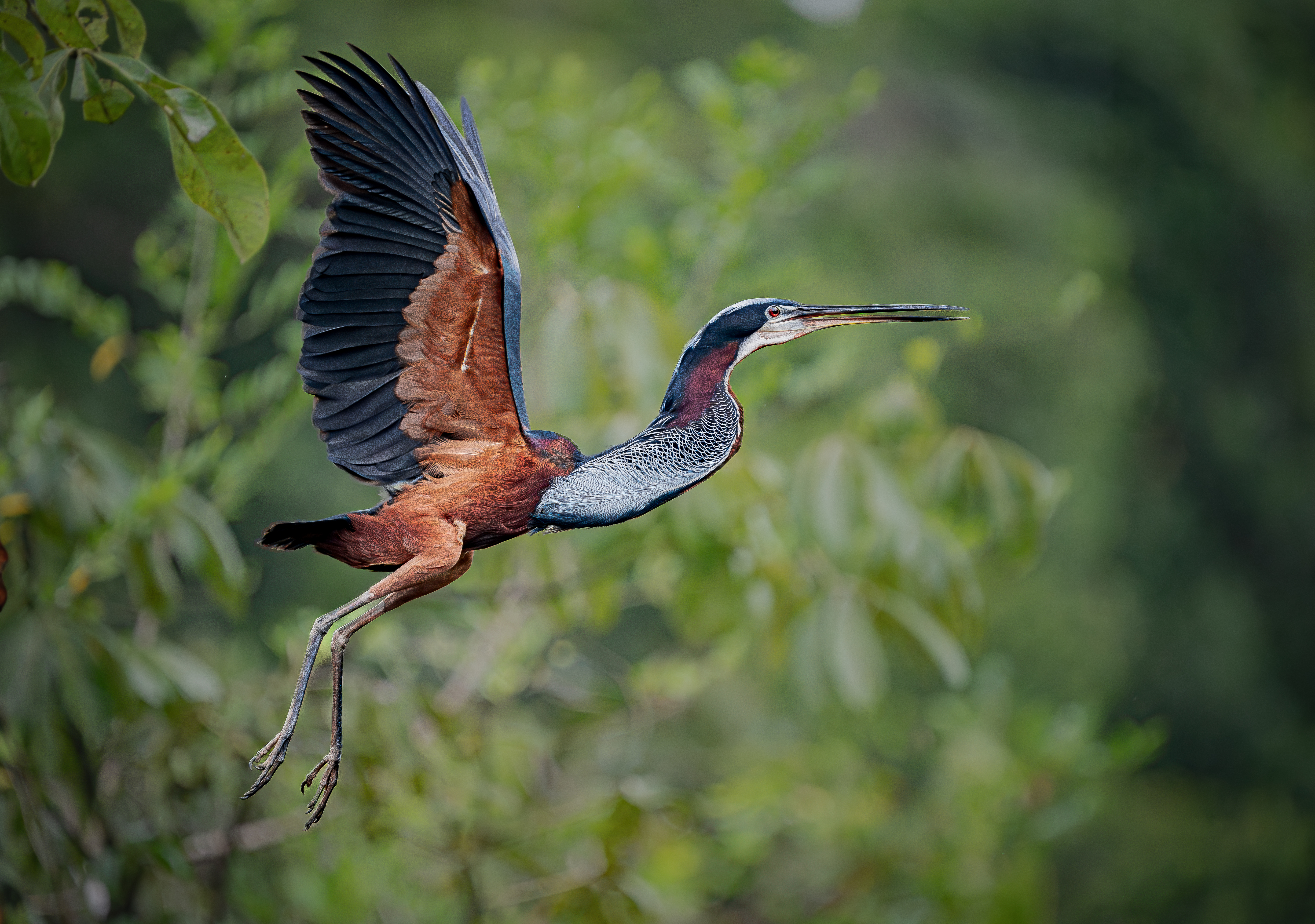 Maquenque Ecolodge — Canopy Walkway & River Photography