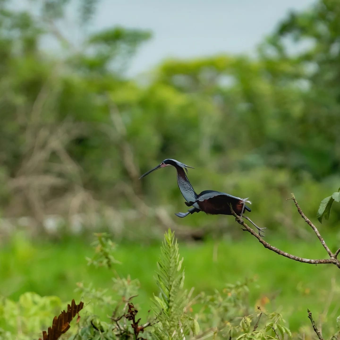 Agami Heron perched (Agamia agami) — Costa Rica