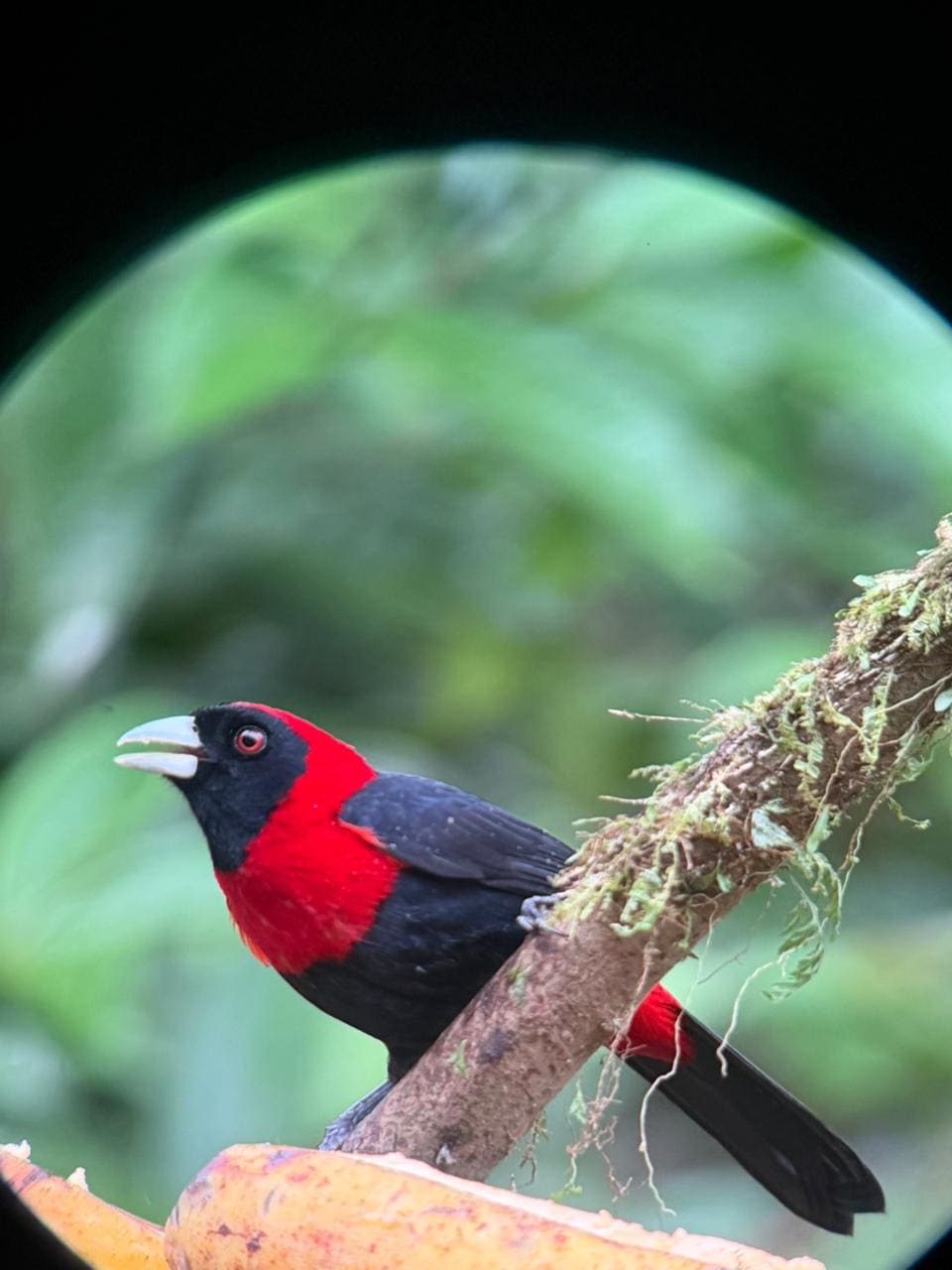Toucan photographed on a birdwatching tour near Arenal Volcano