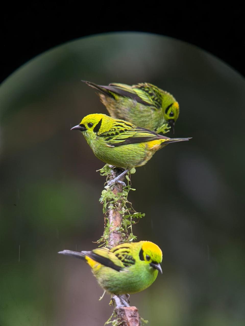 Tanager photographed near La Fortuna birding hotspot