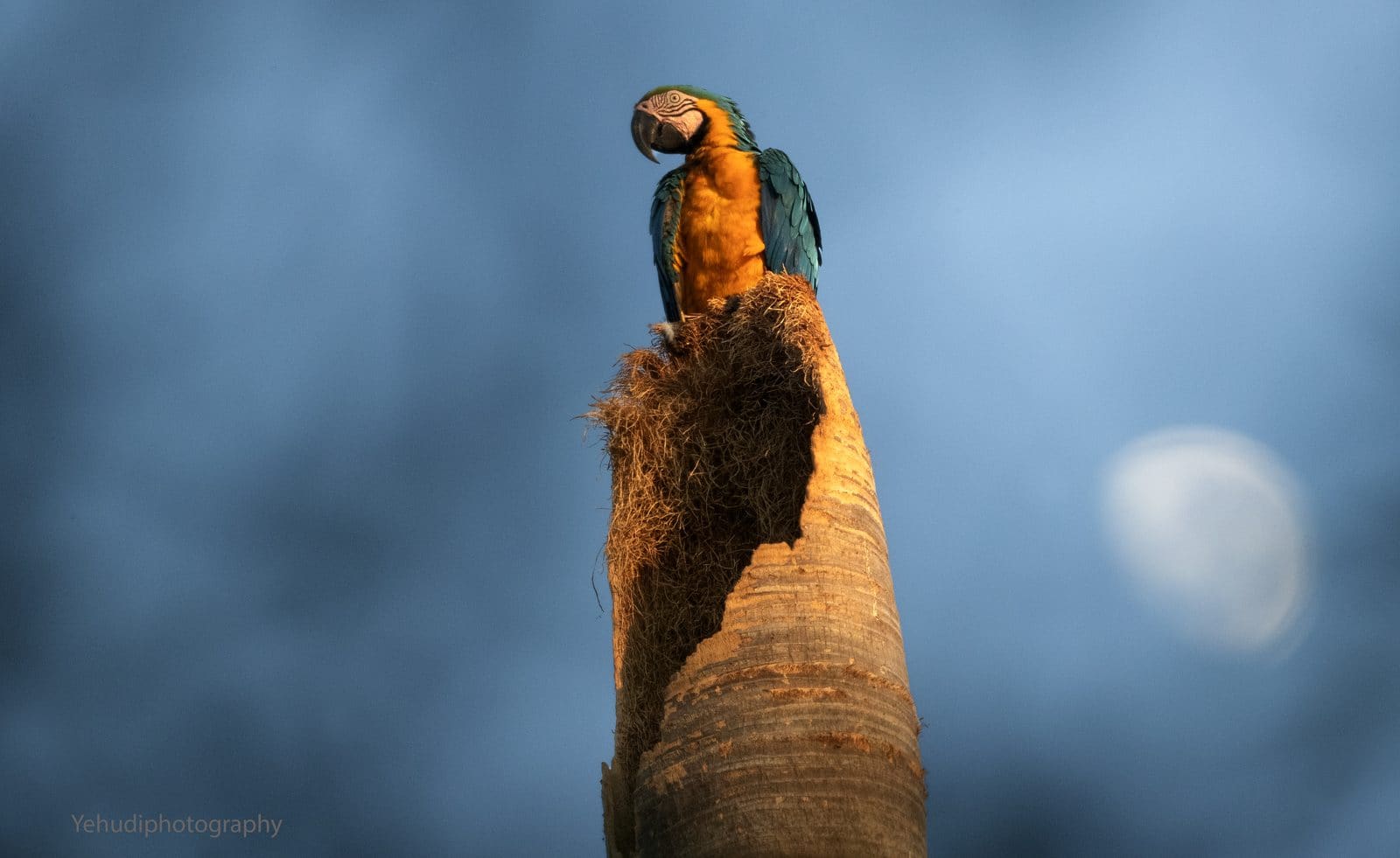 Blue-and-yellow Macaw at sunset in the Brazilian Pantanal