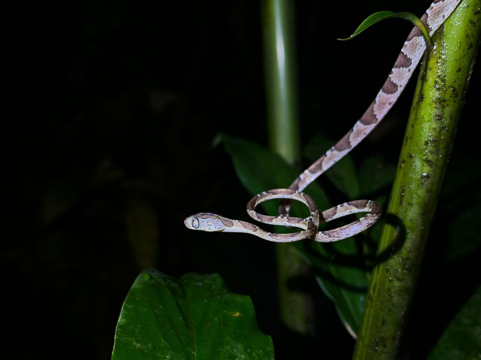 Blunt-headed tree snake at night