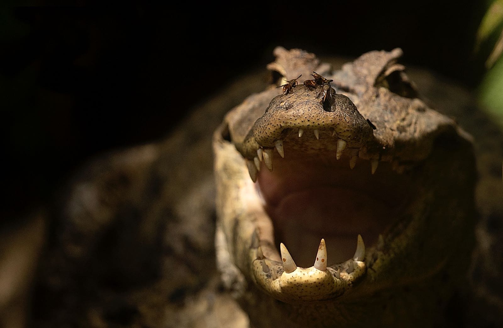 Spectacled caiman close-up