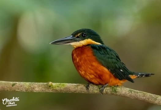 American pygmy kingfisher perched over the river — Caño Negro Wildlife Refuge