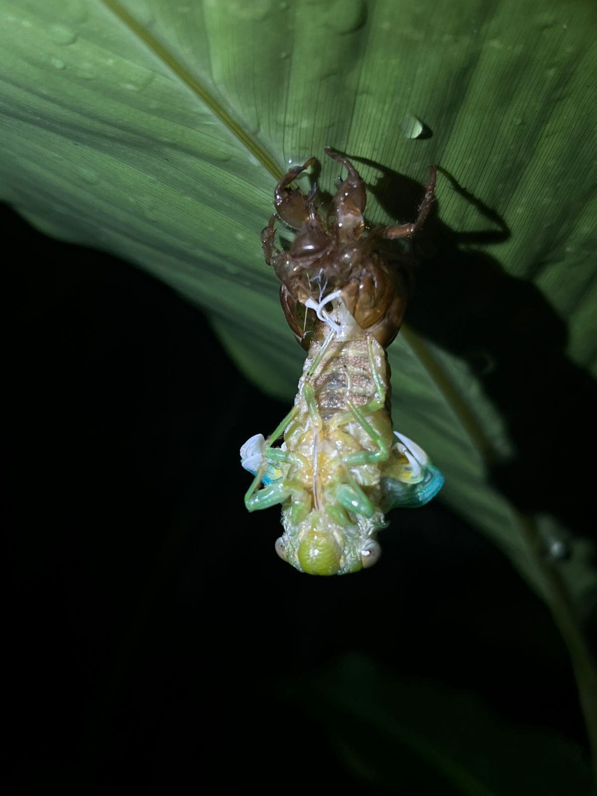 Cicada molting at night