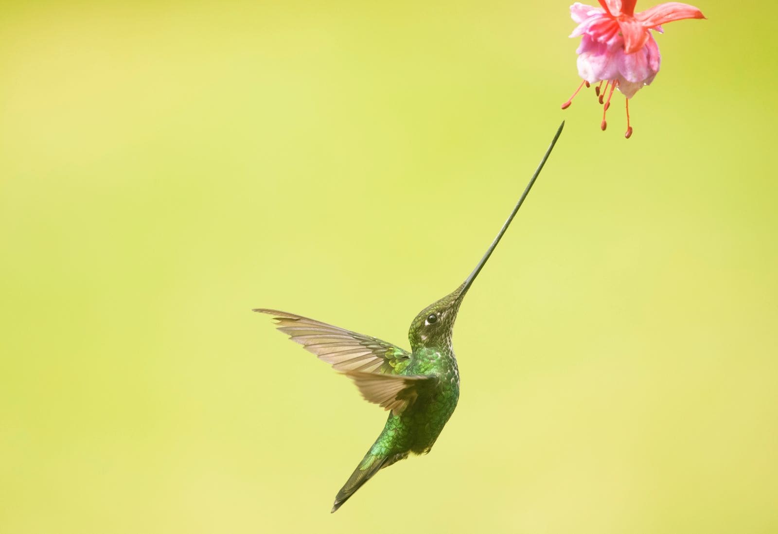 Sword-billed Hummingbird at a multi-flash feeder setup