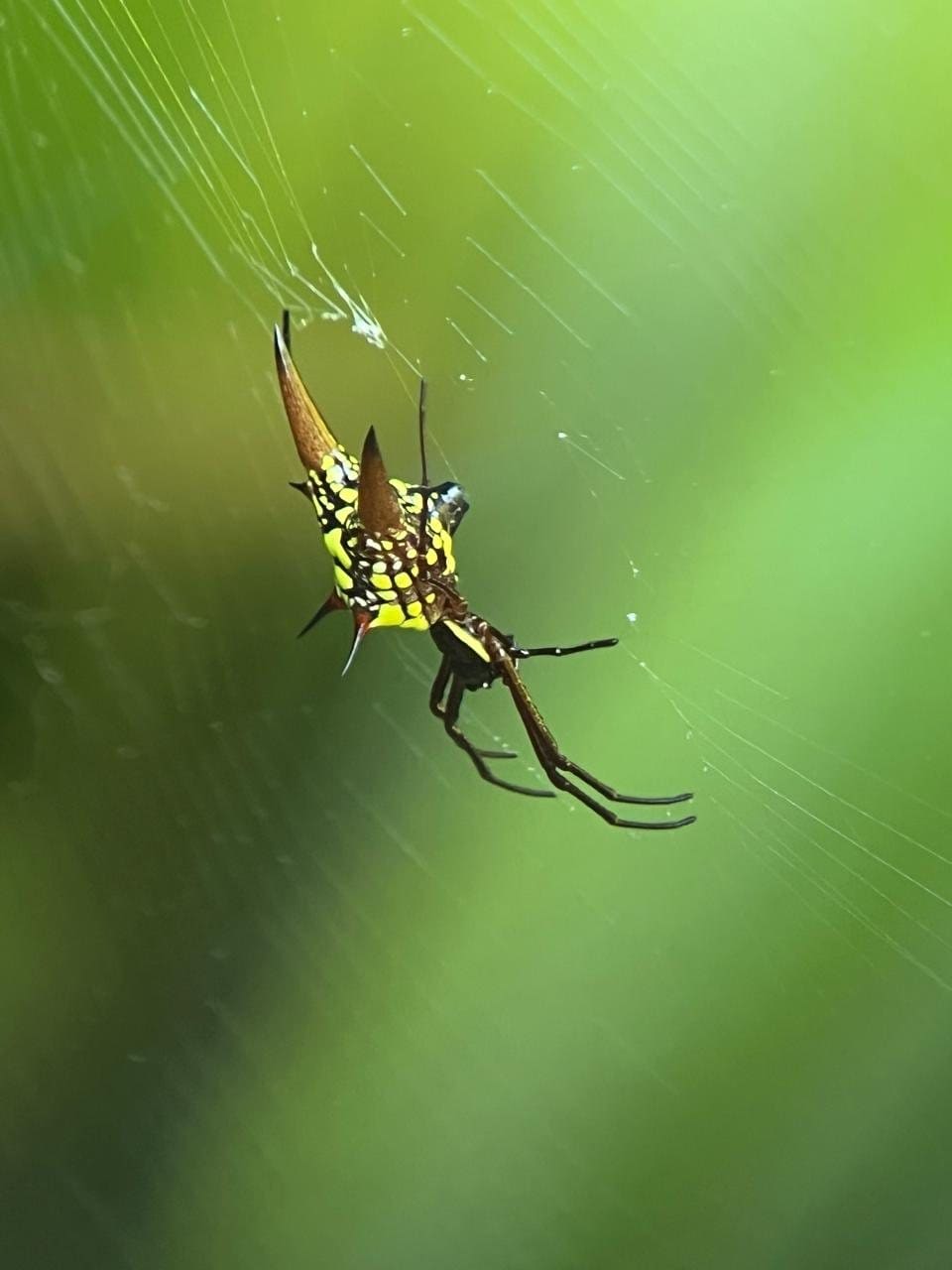 Golden orb-weaver spider on its web in Manuel Antonio National Park, Costa Rica