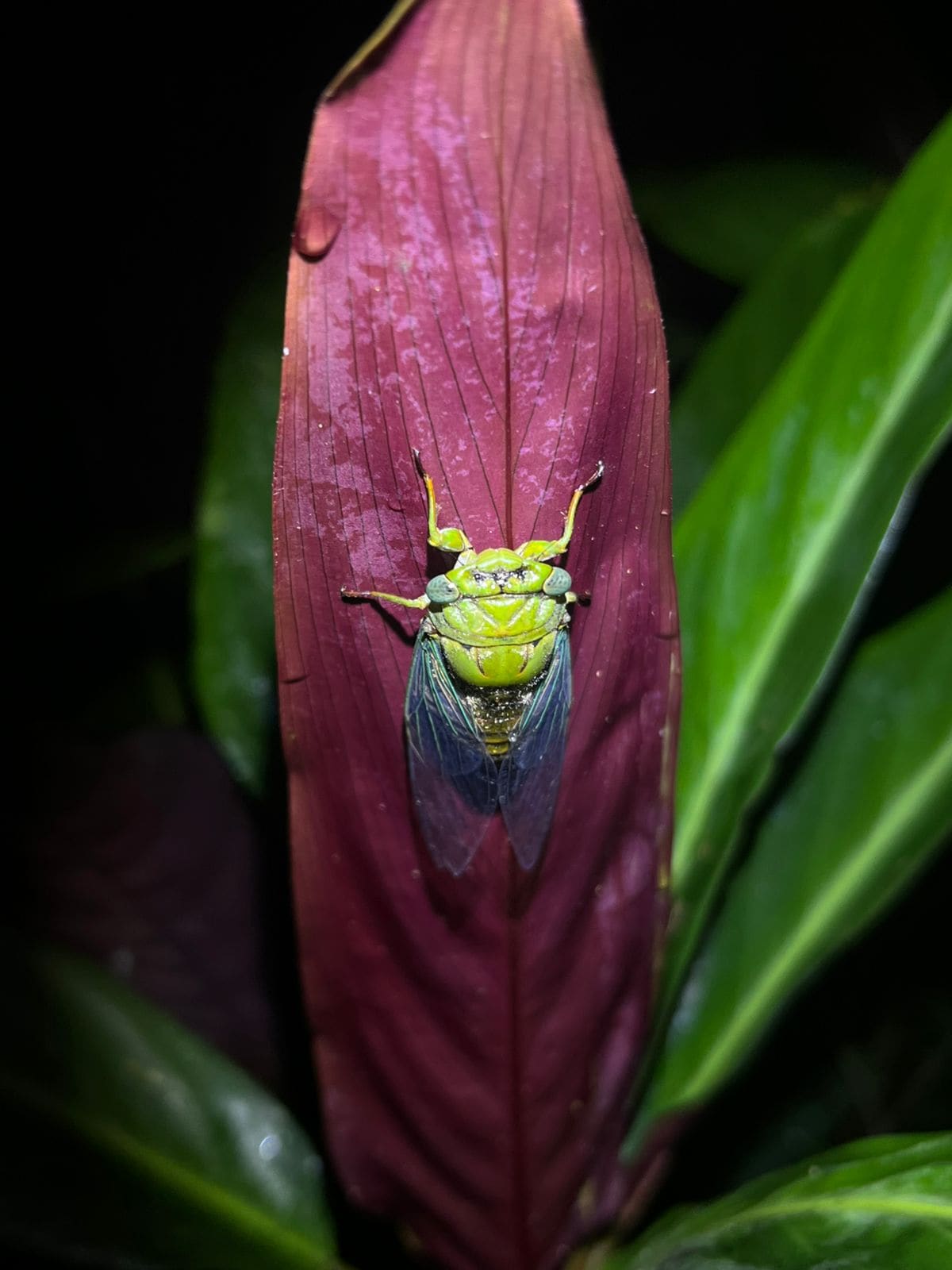 Green Cicada — Ecocentro Danaus night walk, La Fortuna