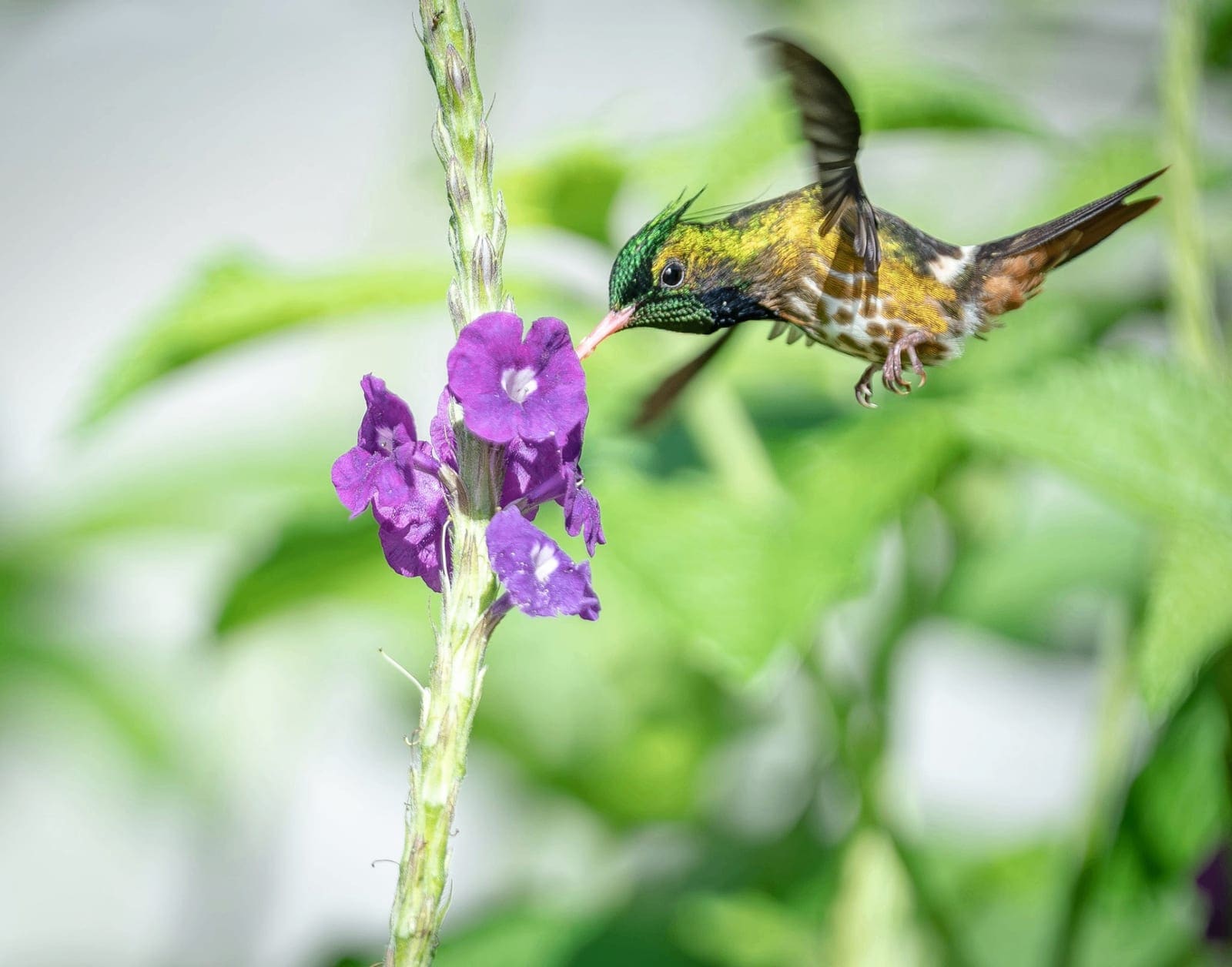 Hummingbird Garden & Feeders