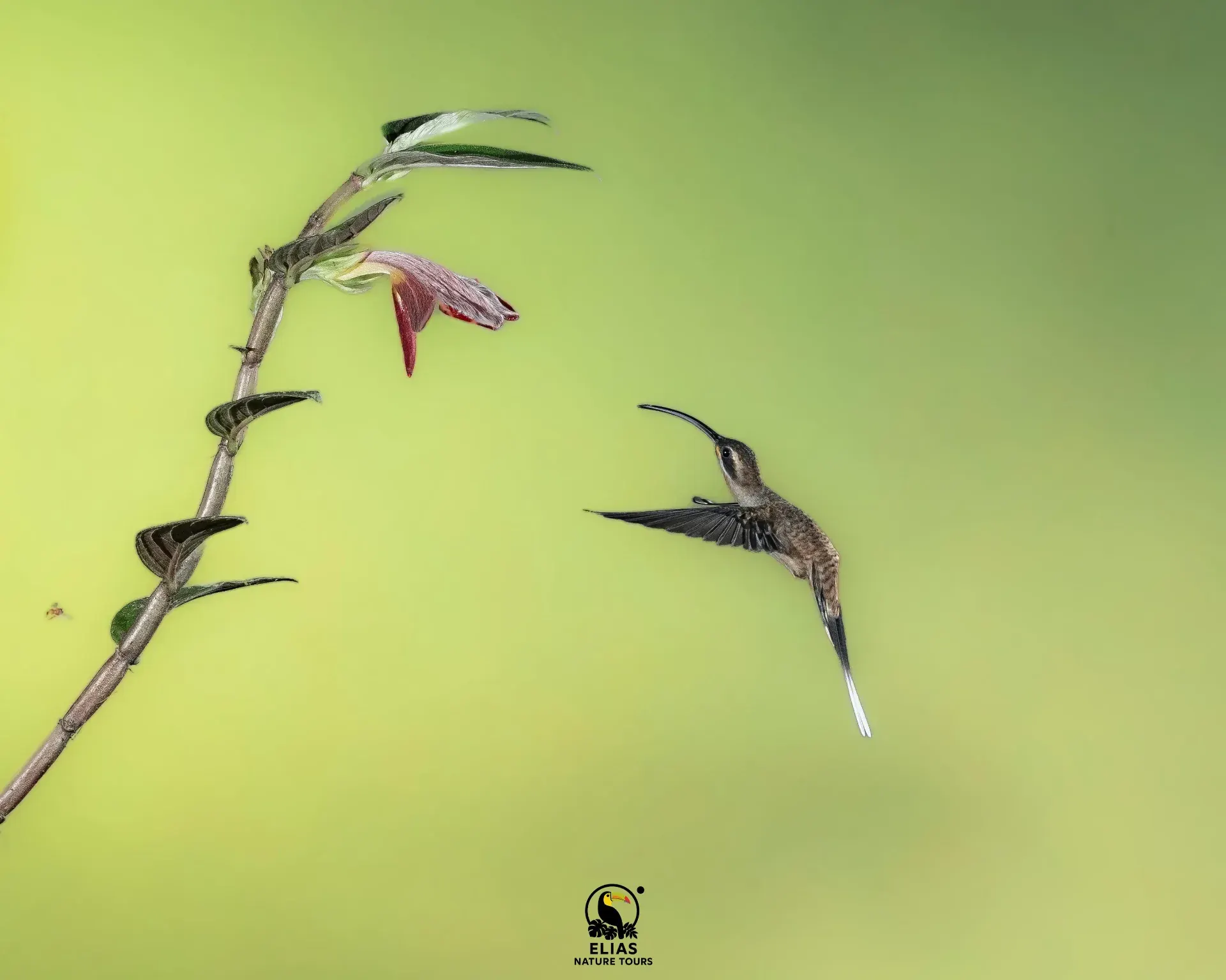 Costa Rica Hummingbird Photography Guide (2026)