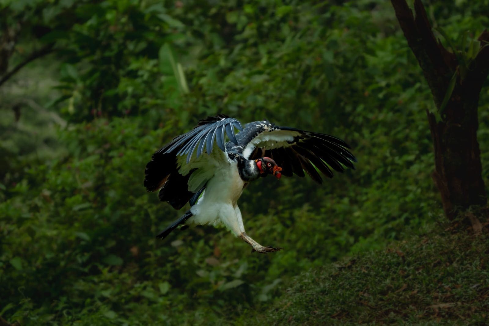 King Vulture in flight — Boca Tapada photography hide, Costa Rica