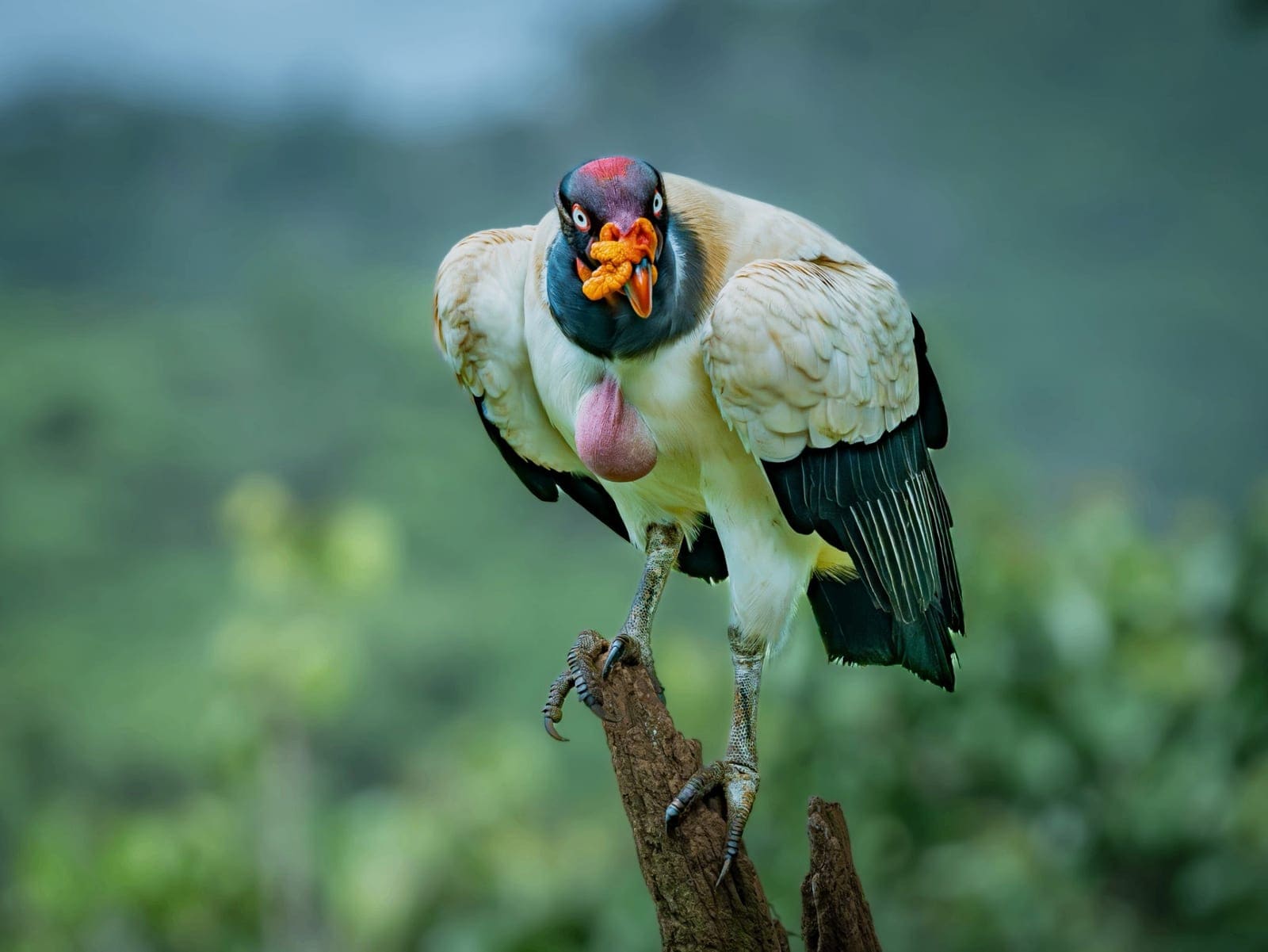 Great Green Macaw Nesting 2