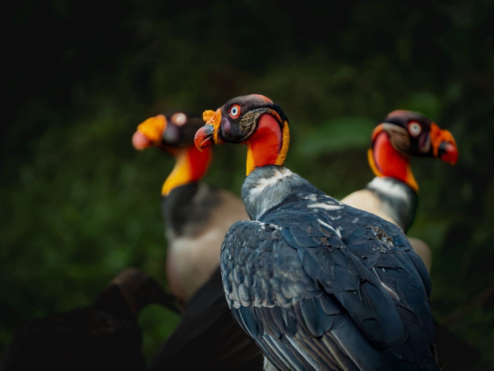 King vultures gathered in Boca Tapada Costa Rica