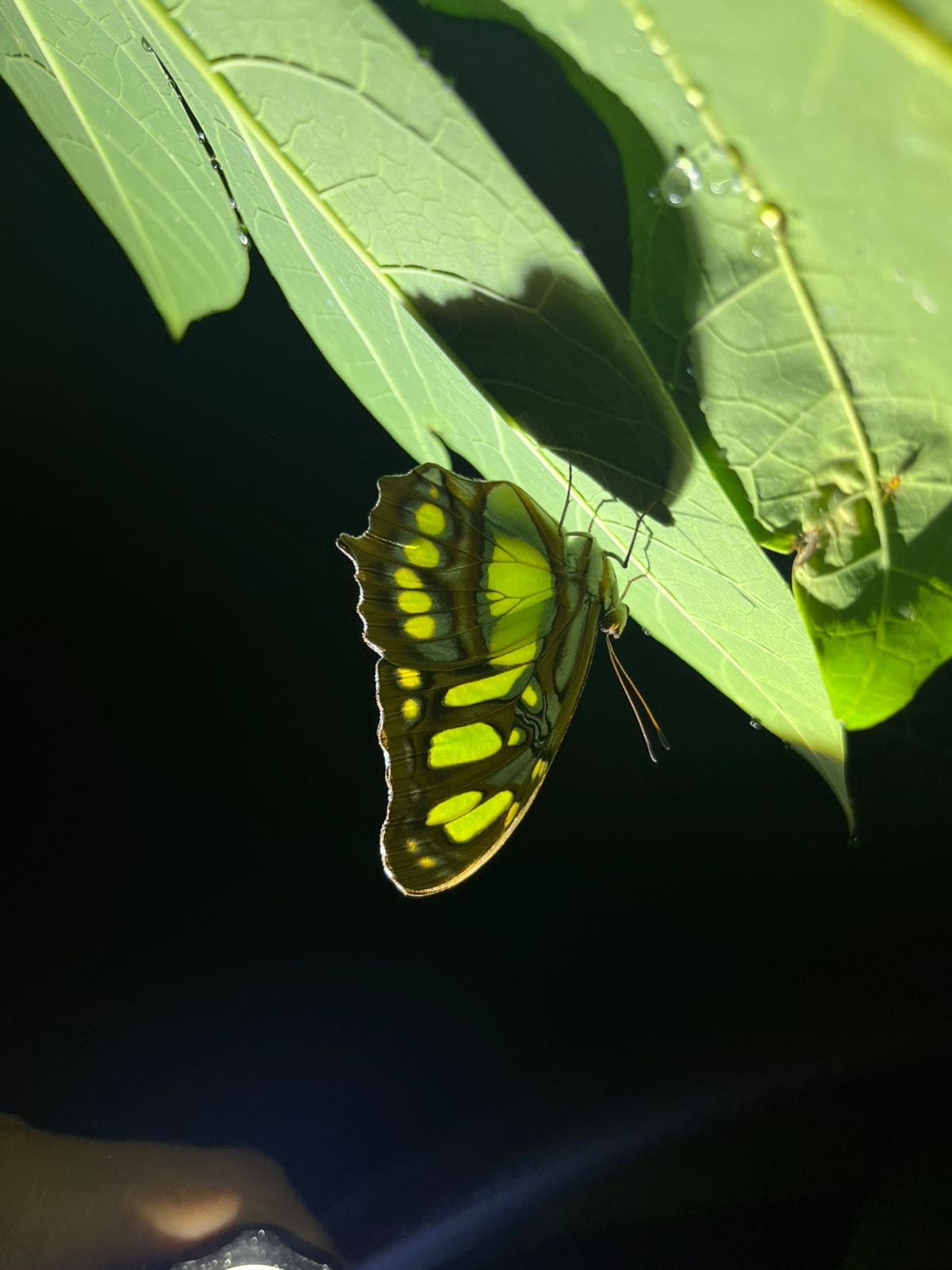 Malachite butterfly photographed at Ecocentro Danaus, La Fortuna