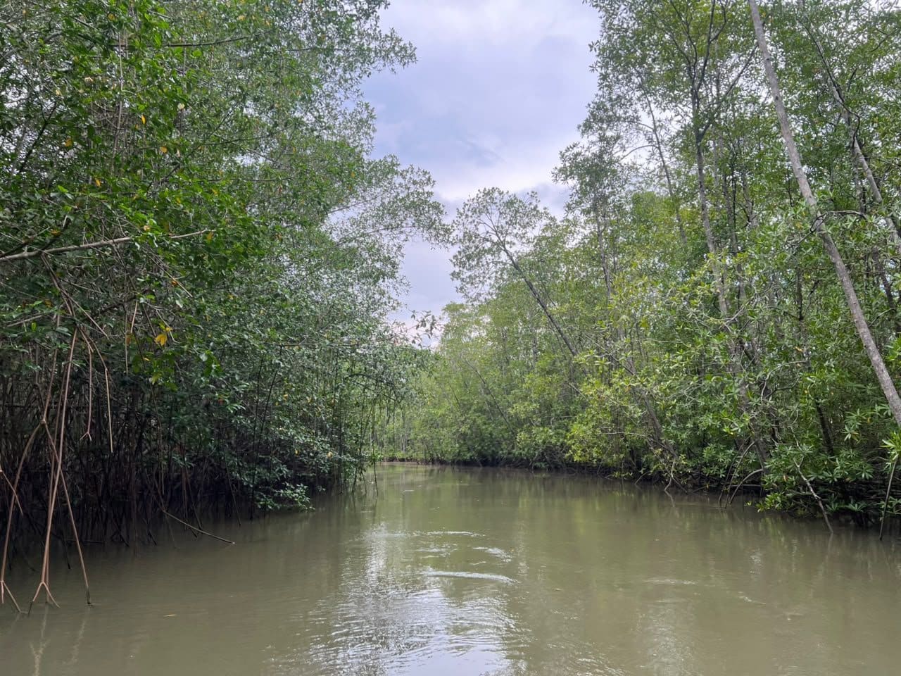 Damas Island Mangrove Boat Tour