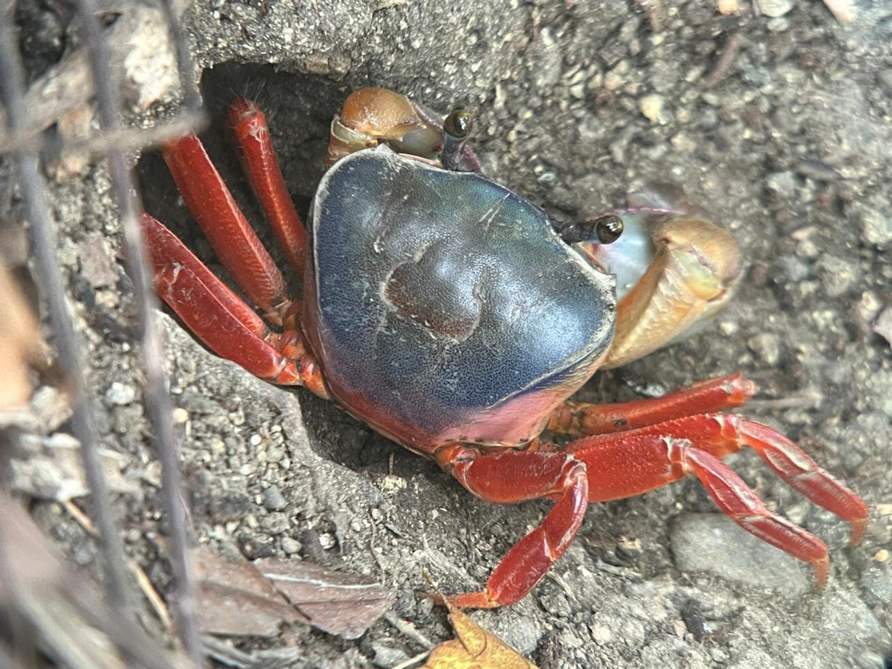 Mangrove crab spotted on the Damas mangrove boat tour, Quepos
