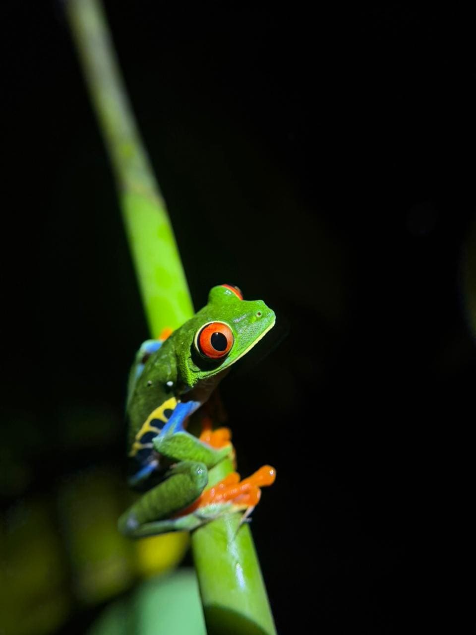 Wildlife spotted at Papa's Place night tour in La Fortuna