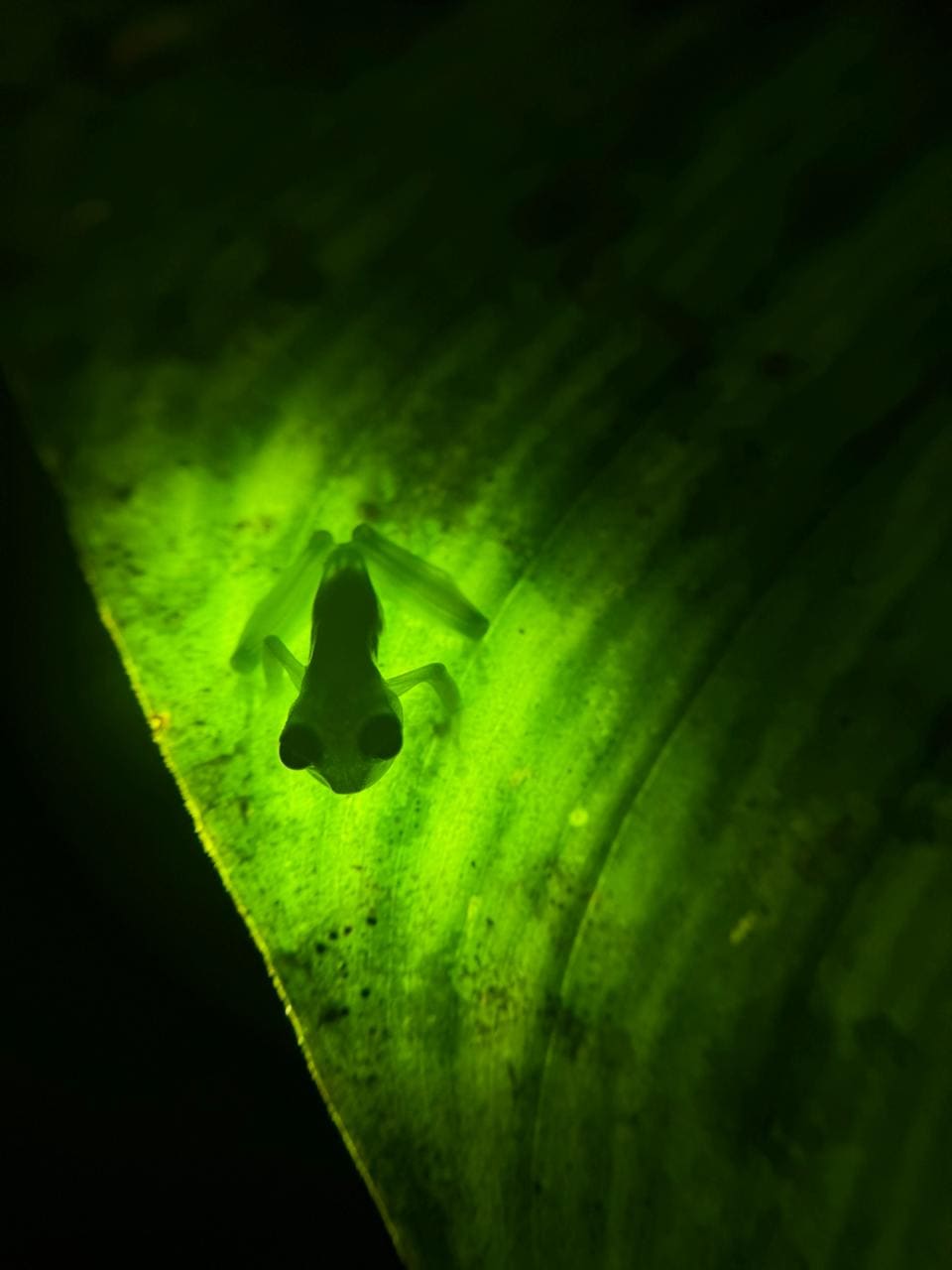Wildlife spotted at Papa's Place night tour in La Fortuna