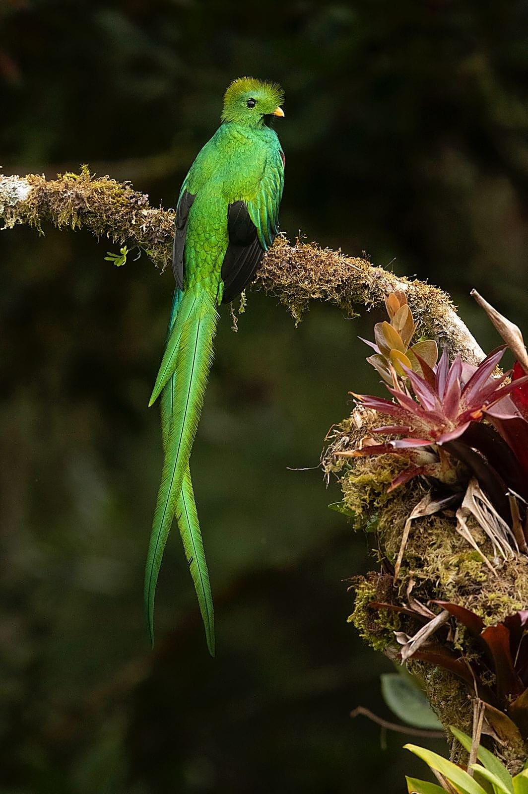 Where to See the Quetzal in Costa Rica 2026 | Full Guide