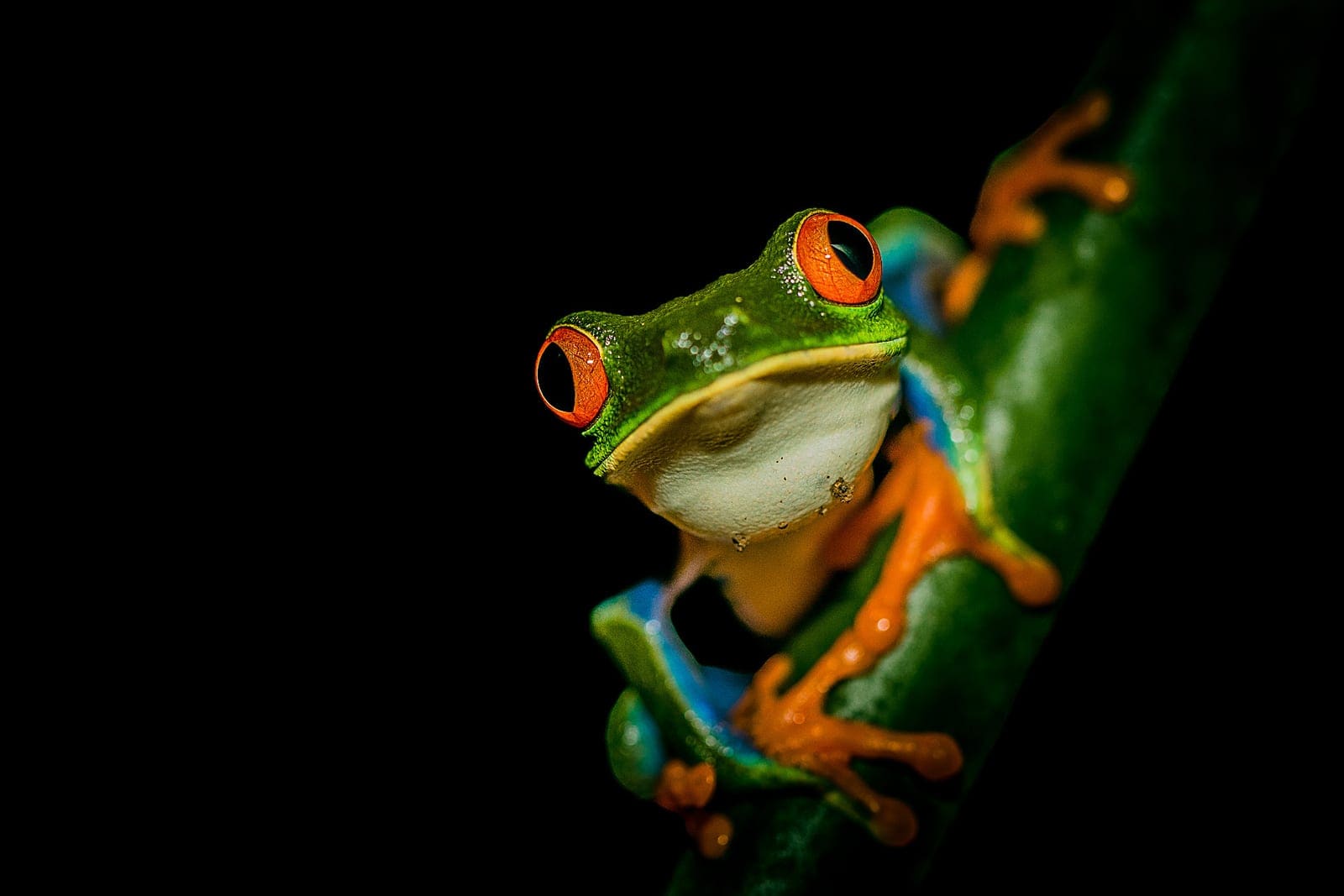 Costa Rica nature tour photo