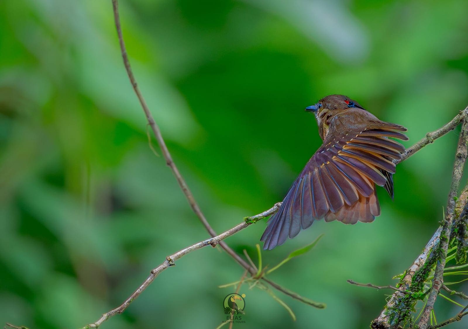 Royal Flycatcher displaying crest — Boca Tapada rainforest