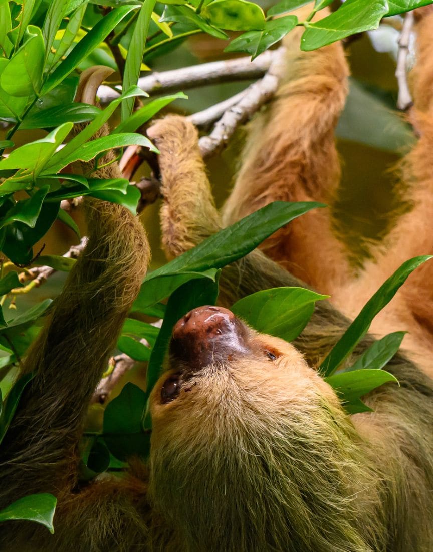 Sloth resting in the rainforest canopy near La Fortuna, Costa Rica