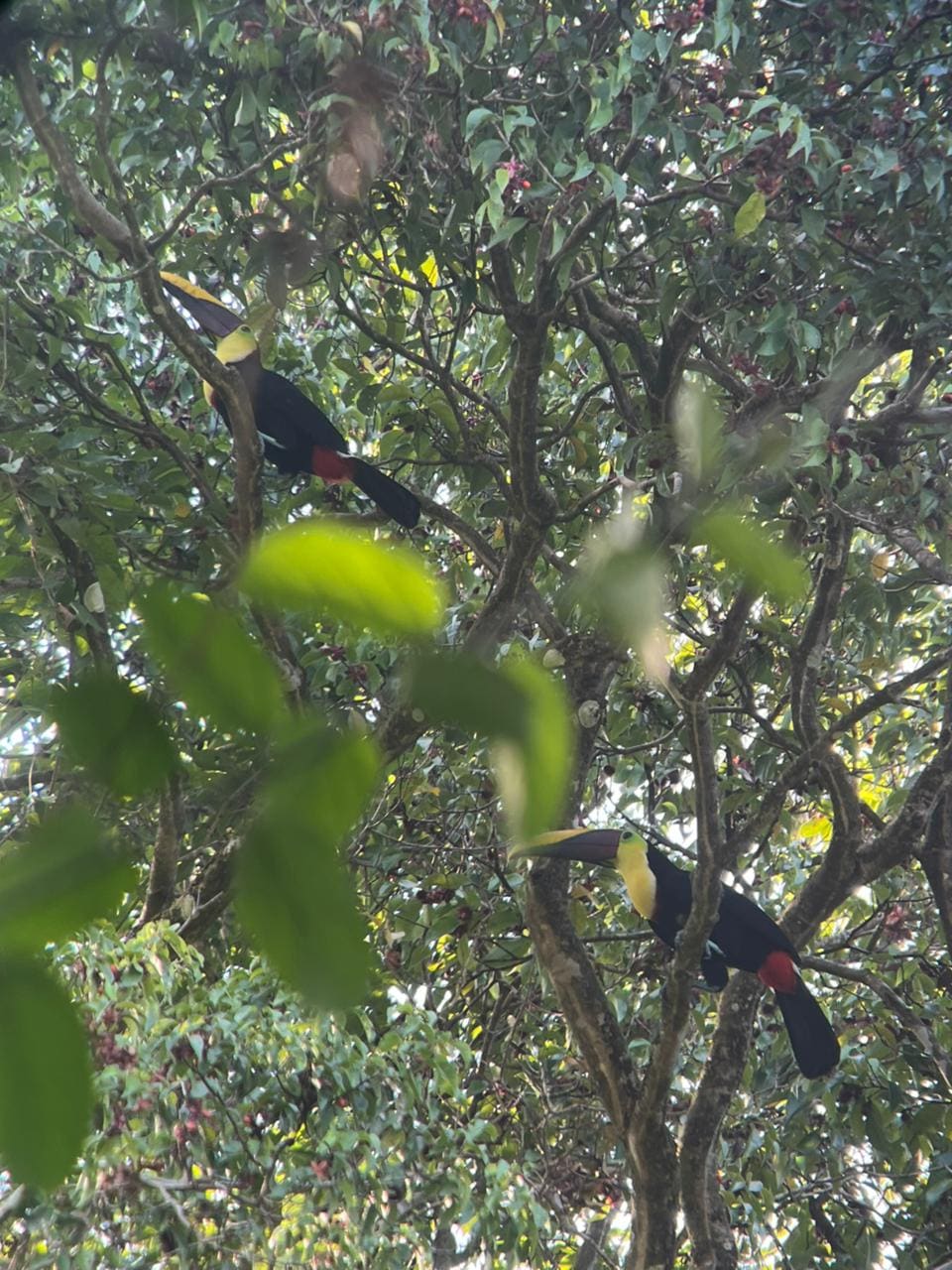 Toucans photographed at Esquipulas rainforest birding tour