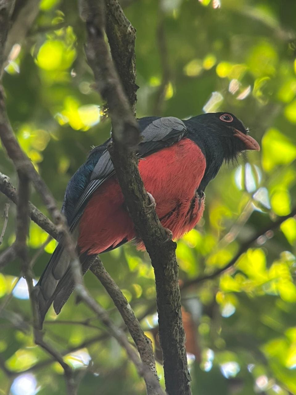 Red-headed trogon at Esquipulas rainforest birding tour