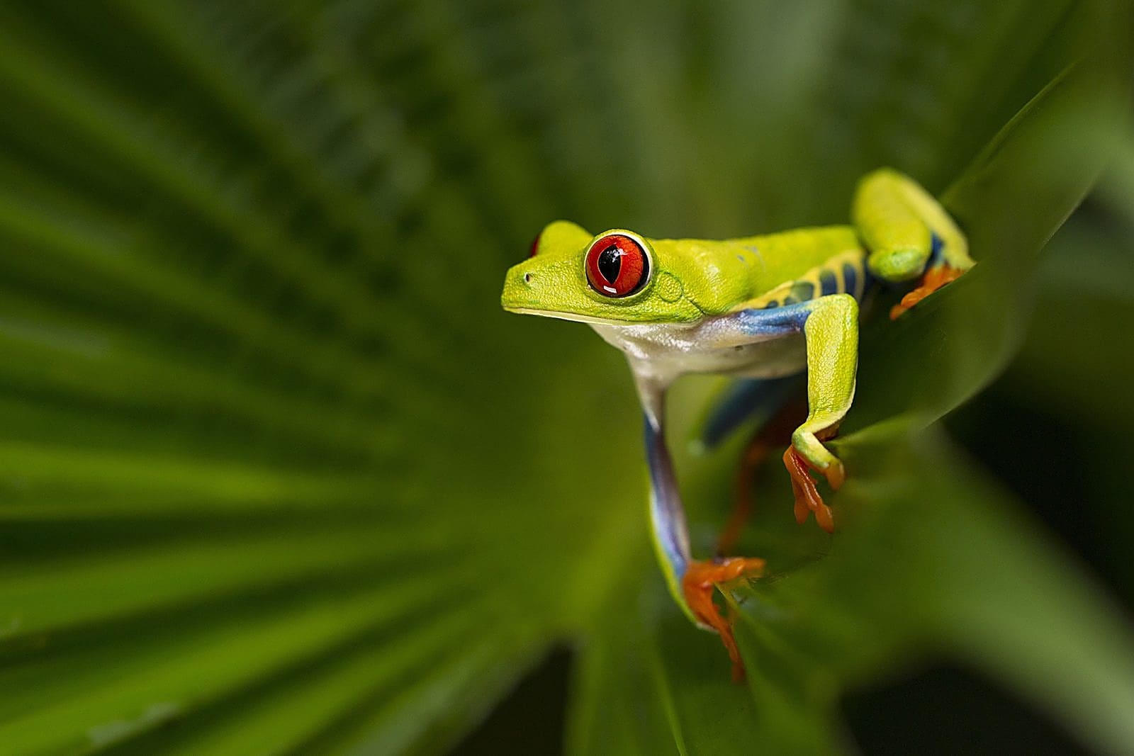 Private Custom Photography Workshop — Costa Rica — multi-region