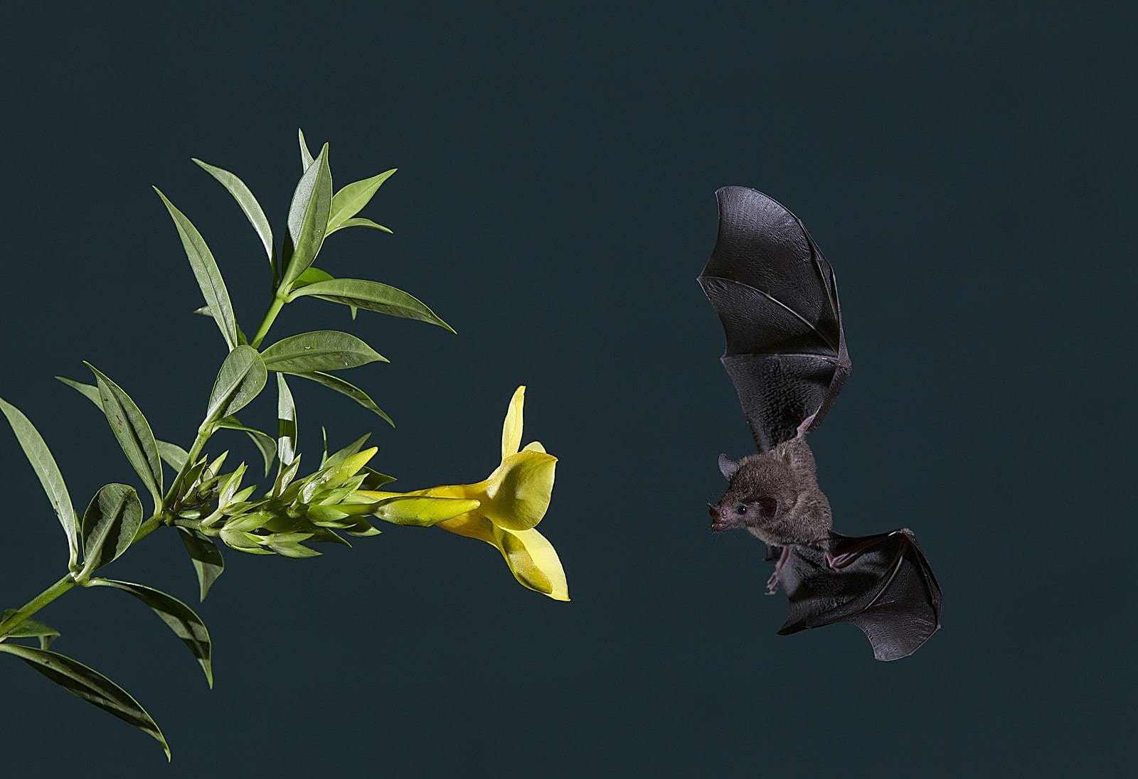 Photography Mentoring — In the field or online