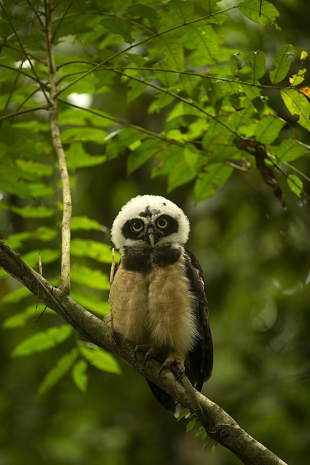 Wildlife portrait from a workshop session