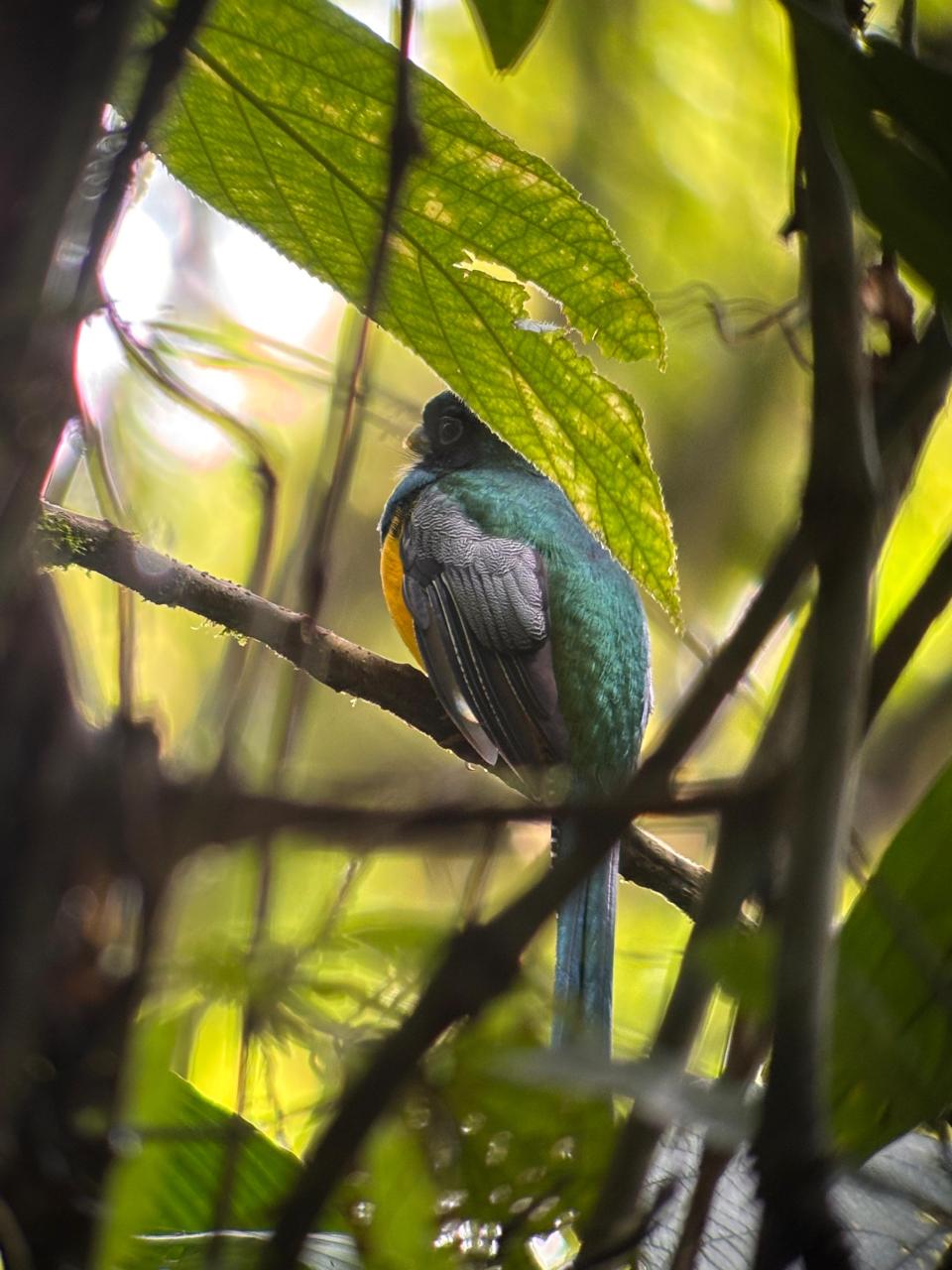 Bogarín Trail — Sloths & Birds