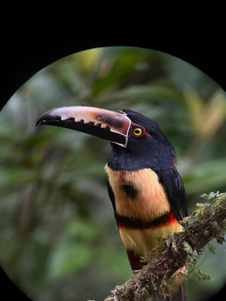 Ecocentro Danaus birdwatching — La Fortuna Costa Rica